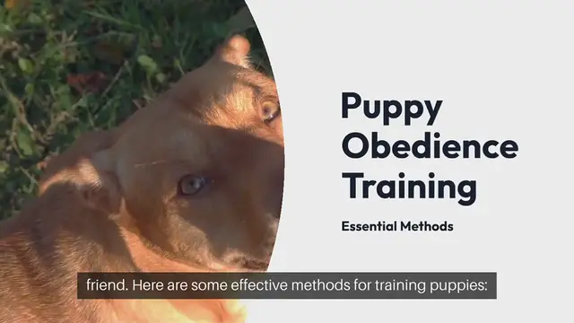 Video thumbnail for Puppy Obedience Methods