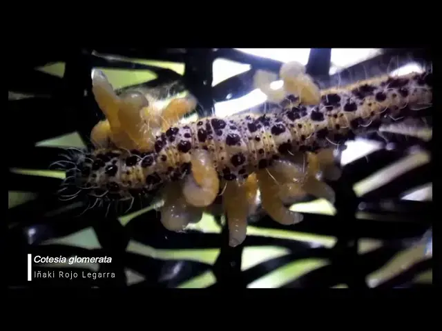 Video thumbnail for Cotesia glomerata