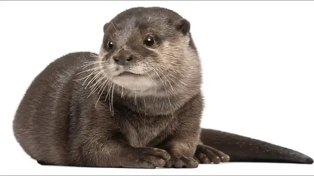Video thumbnail for Do Otters Make Good Pets: Pros & Cons?