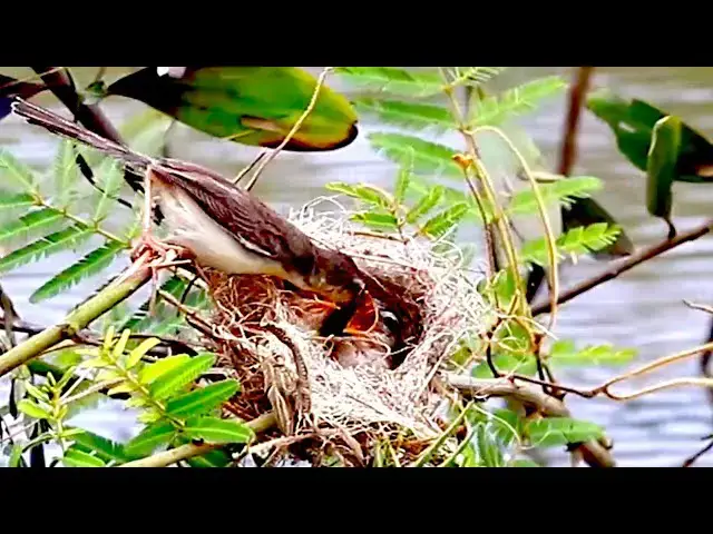 'Video thumbnail for On nest babie wild bird | Momy's wild bird clean nest after eat'