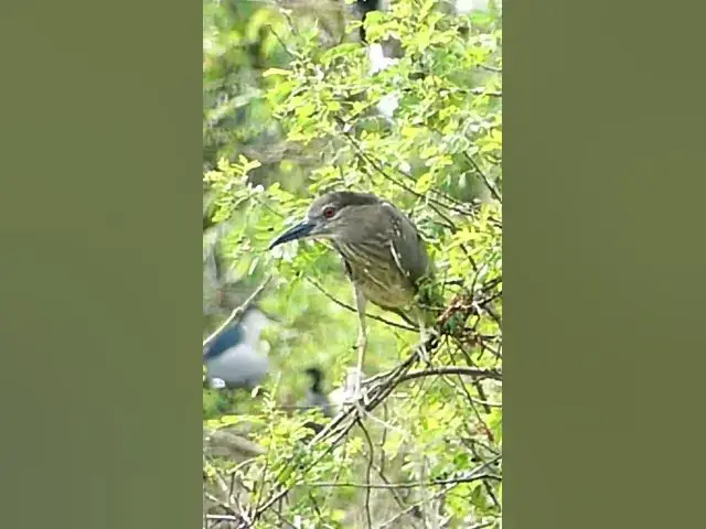 Video thumbnail for Wow Gain Bird #Babies  #Nesting #BirdBehavior #BirdWatching #NatureLovers #Wildlife #BirdLife