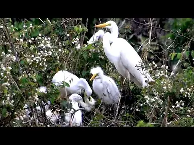 'Video thumbnail for Gaint white hero bird | eat food with babbie birds'