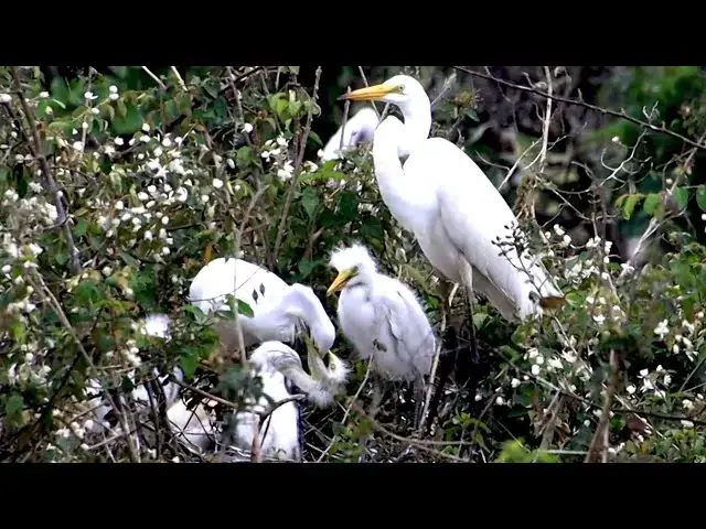 'Video thumbnail for Gaint white hero bird | eat food with babbie birds'