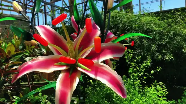 'Video thumbnail for Amazing Butterfly Wonderland In Phoenix, Arizona'
