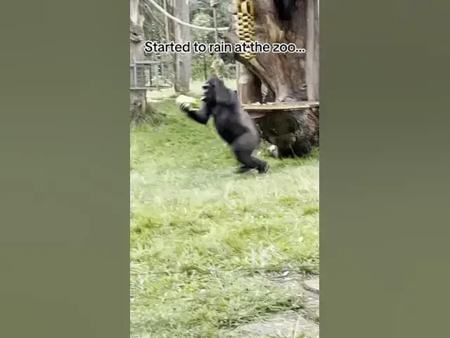 Video thumbnail for you're welcome. #londonzoo #zsllondonzoo #fy #fyp #foryou #fypage #foryoupage #foryourpage