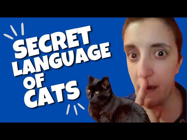 Video thumbnail for The secret language of cats: What are they really saying?