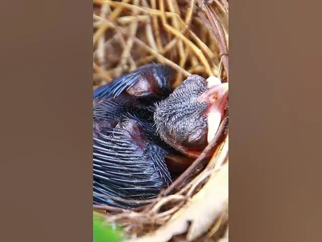 Video thumbnail for Gain Babies Bird Peacock 24   #birdparenting #birdwatching #birdslover #birdspotting #trending