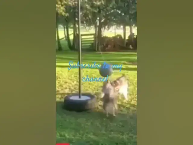 Video thumbnail for #animals #dogs