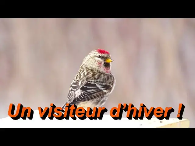 'Video thumbnail for Les secrets du Sizerin flammé – Habitat, alimentation et comportement'