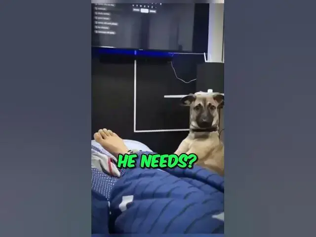 Video thumbnail for Alarm Clock Paws: When Your Dog Decides It's Time to Rise 🐾😂