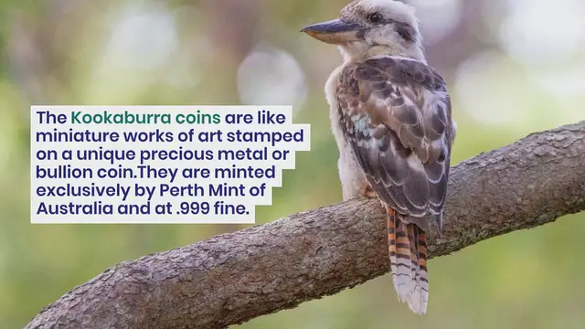 Video thumbnail for Kookaburra coins