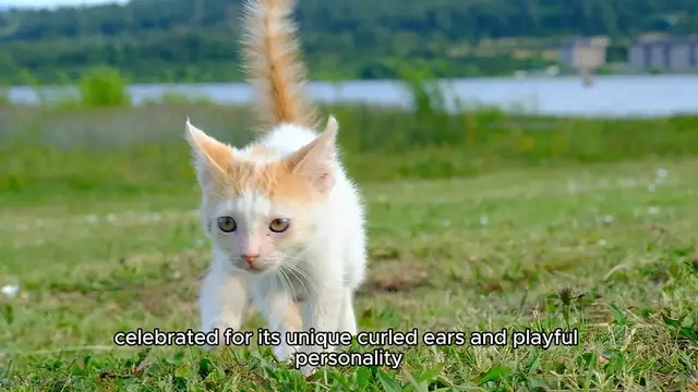 Video thumbnail for _The American Curl