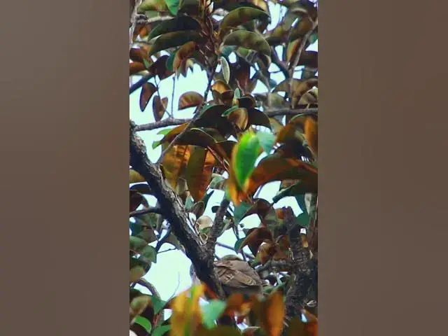 Video thumbnail for Wild Bird feed food on nest after mother back catch food 19