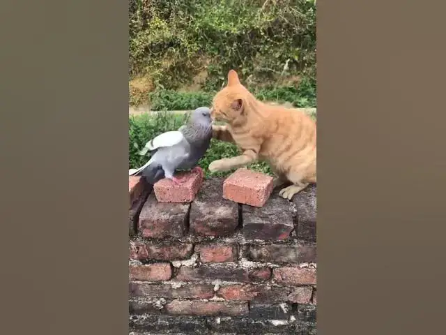 Video thumbnail for The best video today #johnselephilip #cat #dove #anime #animal