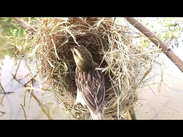 Video thumbnail for Mother Sparrow Feeds Her Chicks in Nest - Heartwarming Moment!  @ViralBirdNest