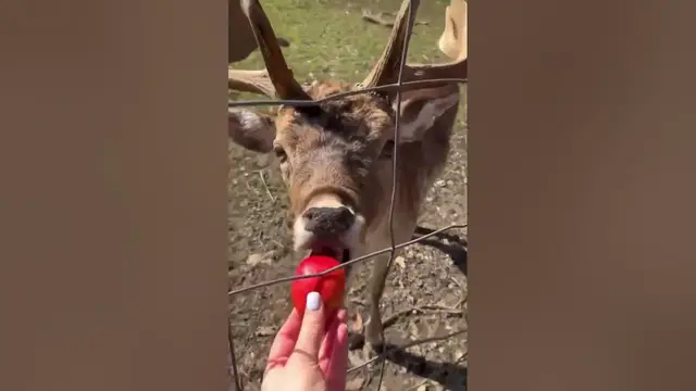 Video thumbnail for Cute deer begging for food.😍😘🥰#shorts
