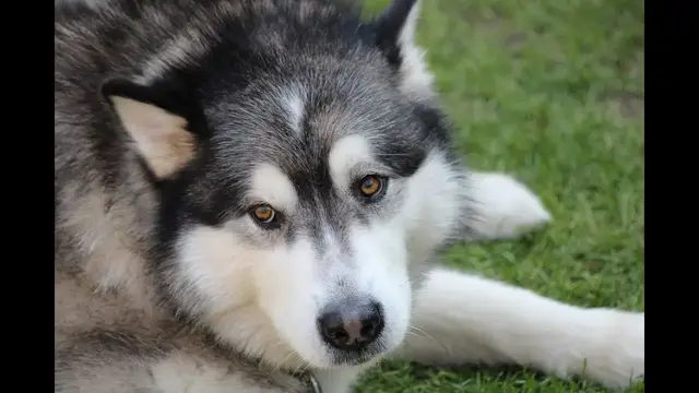 Video thumbnail for 28 Pros and Cons of Owning an Alaskan Malamute