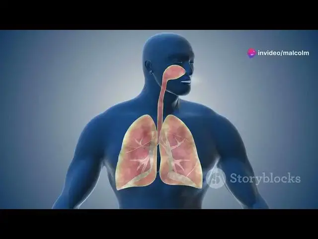 Video thumbnail for The Lungs