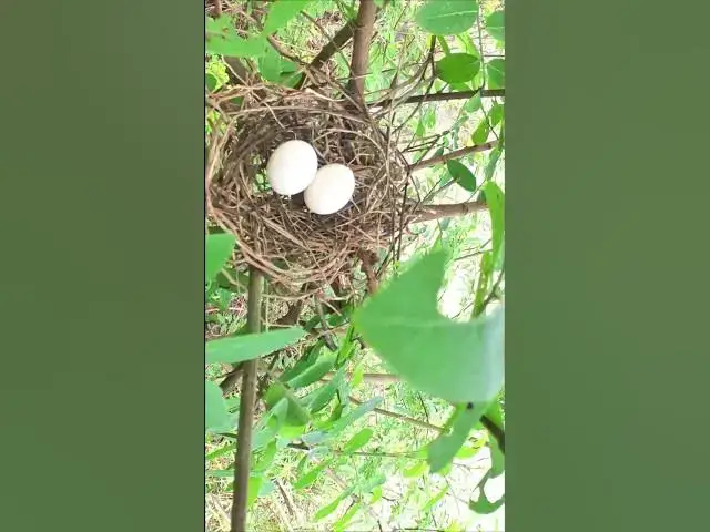 Video thumbnail for Amazing Egg of Dove in Nest #Ornithology #Nature #Biodiversity #Eggceptional #Eggstraordinary #Eggsp