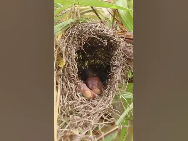 Video thumbnail for Bird Babies Cries Feed Eat EP#291 #babybird #shorts #birdslover #birdsounds #birds #birdslover #finc