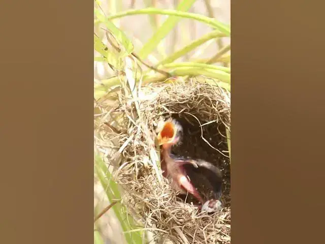 Video thumbnail for Signlre Bird Cries in Nest  #birdkids #birdslover #birdwatch #nature #birdparenting #birdspotting