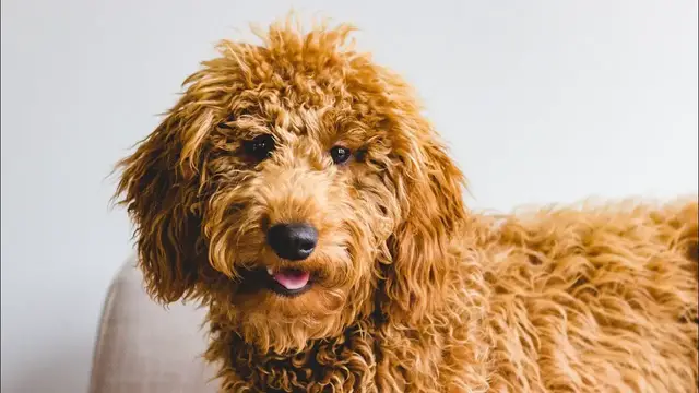 Video thumbnail for 15 Pros and Cons of Owning a Goldendoodle