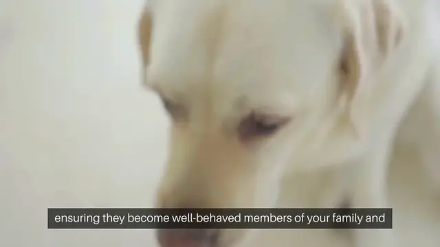 Video thumbnail for Dog Training For Beginners