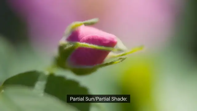'Video thumbnail for Understanding Plant Sunlight Needs'