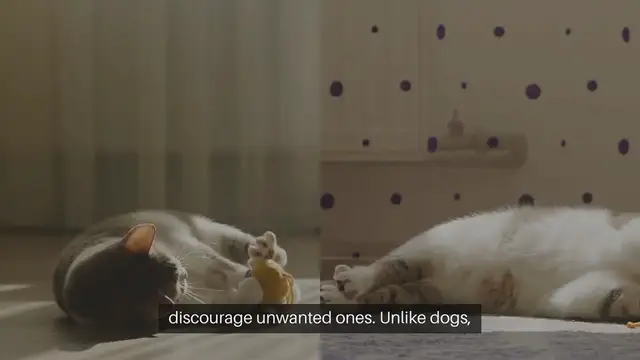 Video thumbnail for Cat Training Techniques