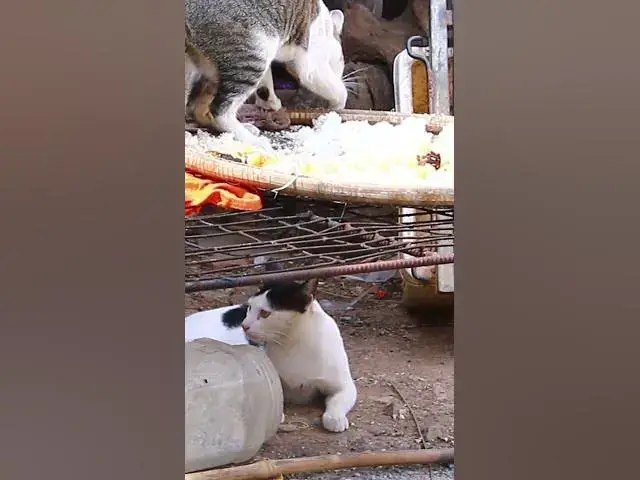 Video thumbnail for Cute of cat eating 11  #cat #shortcat #catchcatch #bitcat  #animals #cute #catlover  #cutecat