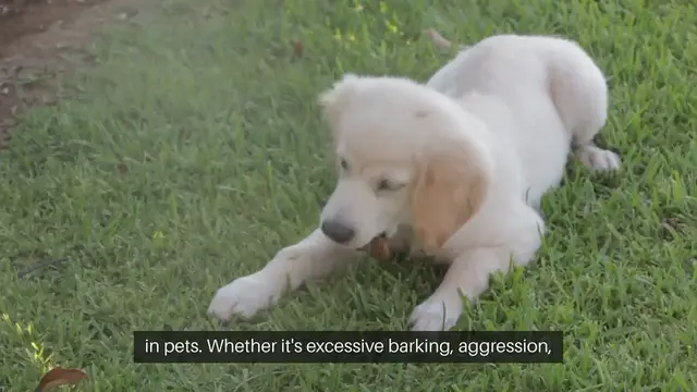 Video thumbnail for Pet Behavior Counseling