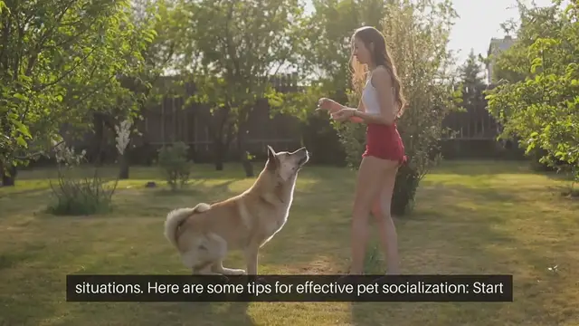 Video thumbnail for Pet Socialization Tips