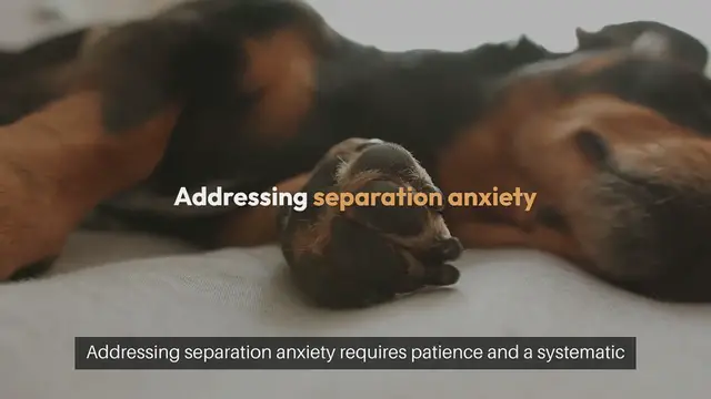 Video thumbnail for Separation Anxiety Solutions