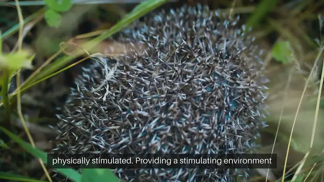 Video thumbnail for Hedgehog Enrichment Ideas