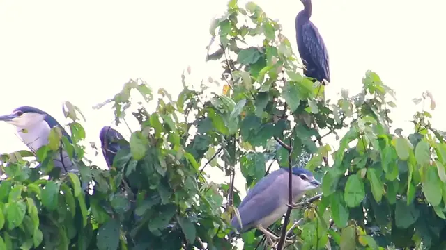 Video thumbnail for Wild bird a lot​ forest