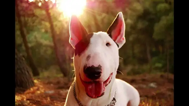 Video thumbnail for 27 Pros and Cons of Owning an English Bull Terrier