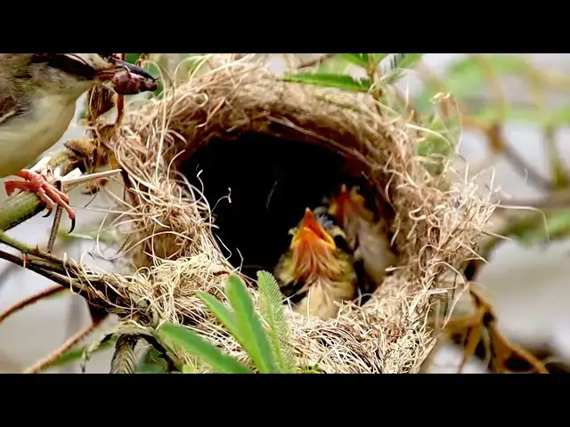 'Video thumbnail for On grass Under nest, babie rice sprrow bird to wait eat on nest'