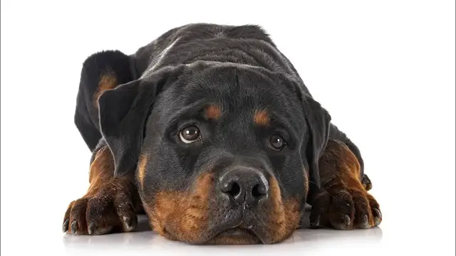 Video thumbnail for Rottweiler Dog Breed: Pros & Cons