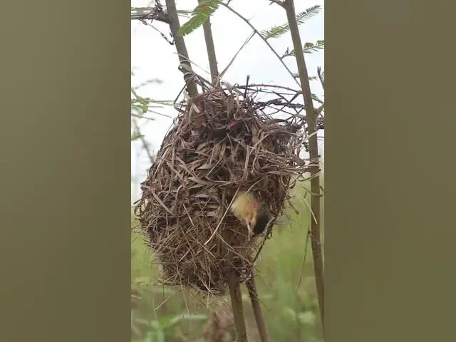 Video thumbnail for Babies Widl Golden Bird AP#011 #nestegg #egglaying #satisfying #nestling  #birds #baby  #nature