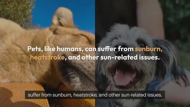 Video thumbnail for Pet Sun Protection