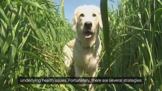 'Video thumbnail for Pet Shedding Solutions'