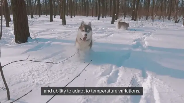 Video thumbnail for Choosing A Pet For A Specific Climate