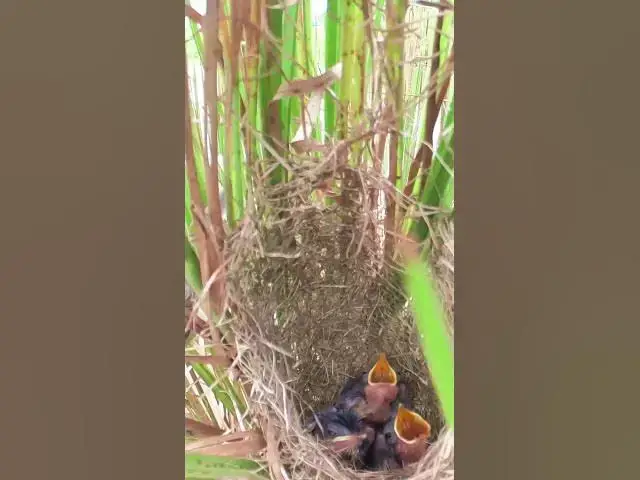 Video thumbnail for Wild Babies Eat Bird On Nest