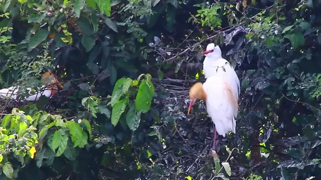 Video thumbnail for White Cockroach