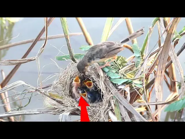 Video thumbnail for Mother Grown bird catch feeding again by again feed babies in nest  [ @ViralBirdNest ]