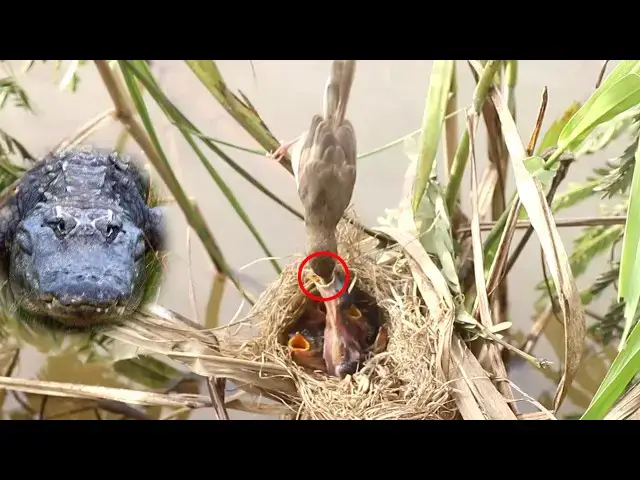 Video thumbnail for Top Grown Sparrow Catch Food  Feeding to Babies Bird in Nest  @ViralBirdNest