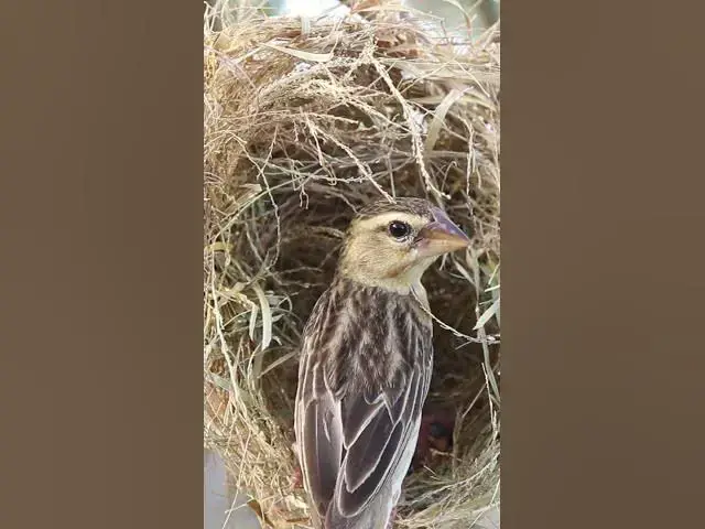Video thumbnail for Top Golden Bird Sparrow in Nest #birdslover #birdwatch #wildlife #birdwatching #nature #birdfeeding
