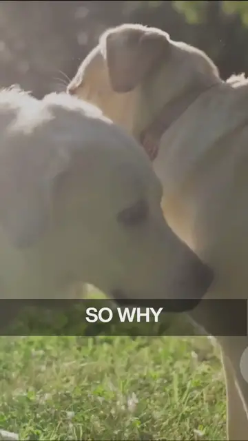 'Video thumbnail for why do dogs lick their pads'