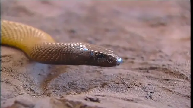 Video thumbnail for Deadly Down Under