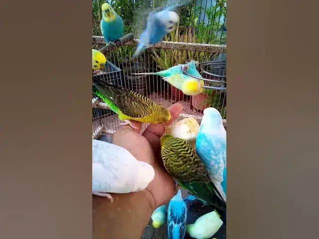'Video thumbnail for 💚 Magia do Periquito Australiano – Sons Suaves para a Alma🐤 Beleza do Periquito Australiano – 🐤🌿'